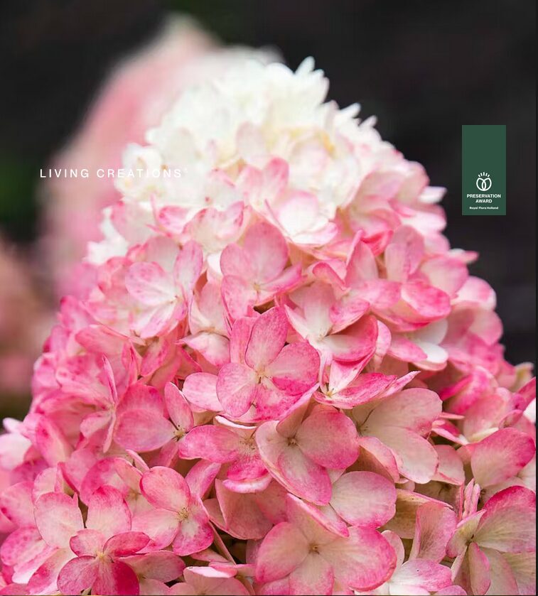 LIVING RASPBERRY PINK'C3